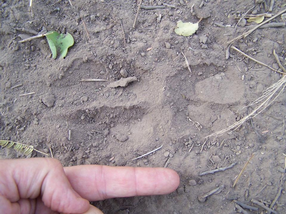 FIGURE 8 FIGURE 8